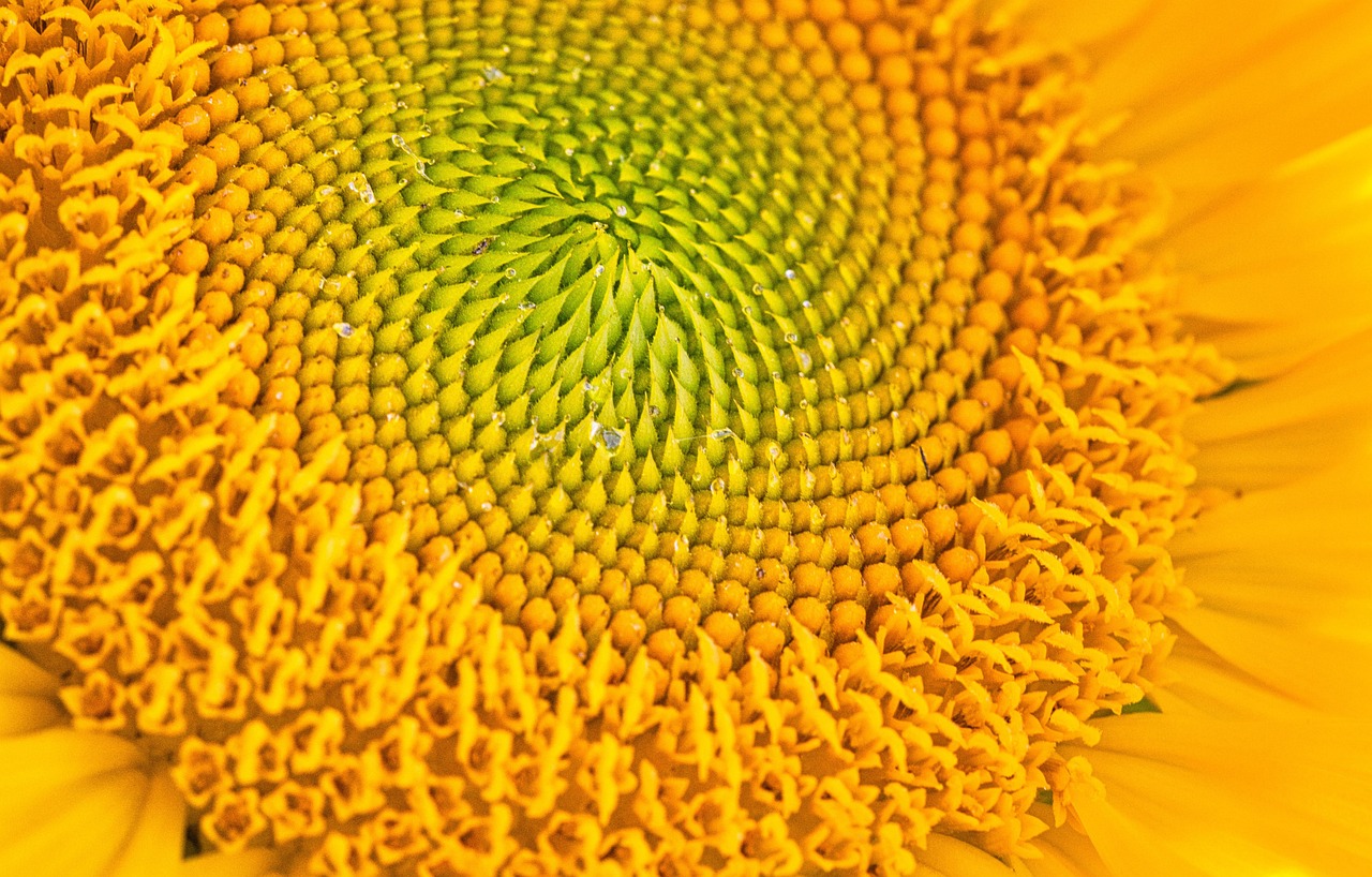 flower, laptop wallpaper, cool backgrounds, nature background, sunflower, beautiful flowers, 4k wallpaper 1920x1080, flower wallpaper, beautiful nature, floral background, free background, 4k wallpaper, blossom, flower background, beautiful wallpaper, mac wallpaper, summer, nature, wallpaper, full hd wallpaper, close-up, windows wallpaper, hd wallpaper, nature wallpaper, desktop backgrounds, wallpaper 4k, wallpaper hd, macro, free wallpaper, background