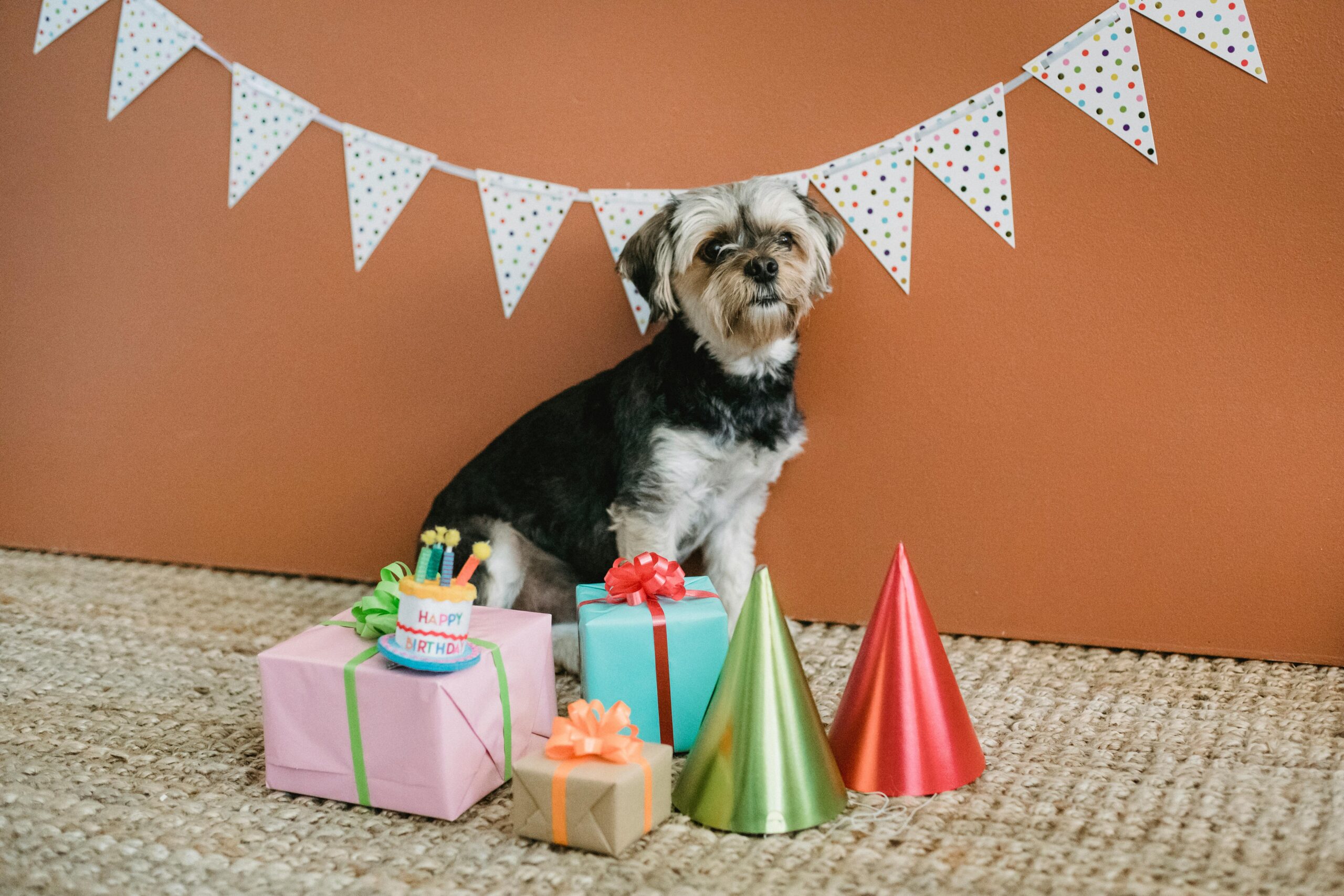 A cute Yorkshire Terrier surrounded by birthday decorations and gifts in a festive indoor setting.